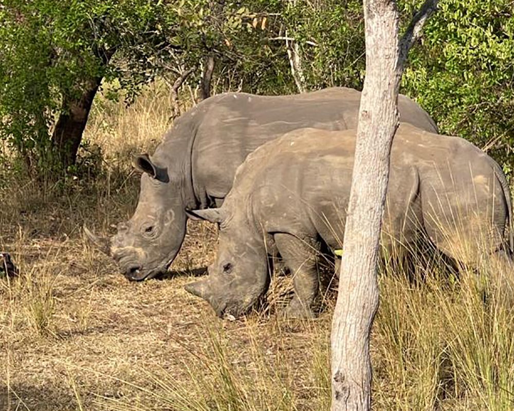 10 Days Uganda Wildlife, Gorilla and Chimpanzee Safari