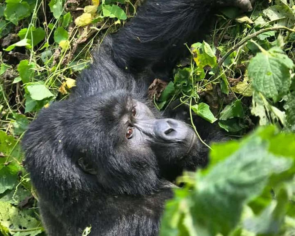 Uganda Wildlife and Primates Safari