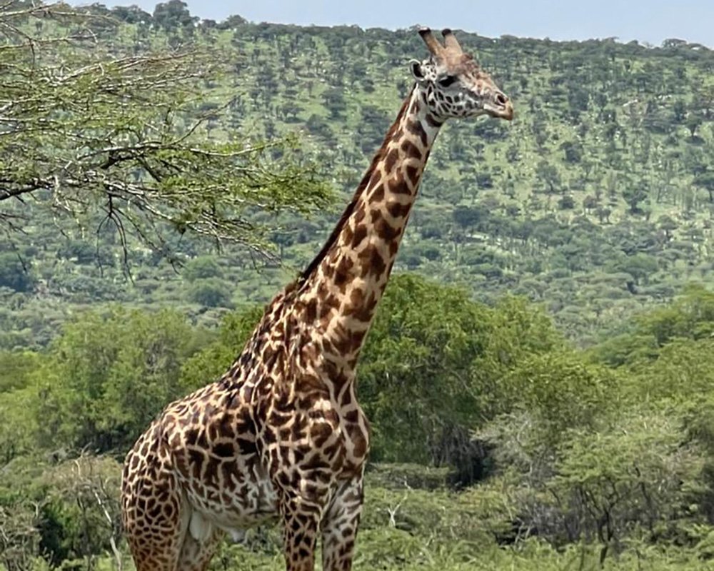 Akagera National Park Safari