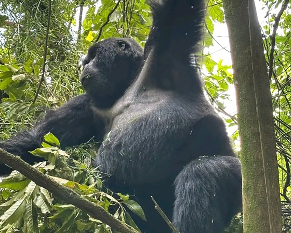 Gorilla Trekking Tour