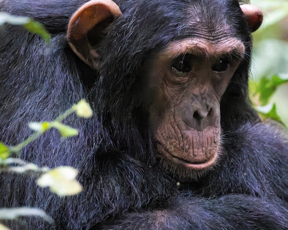 Uganda Wildlife, Chimps and Gorilla Safari
