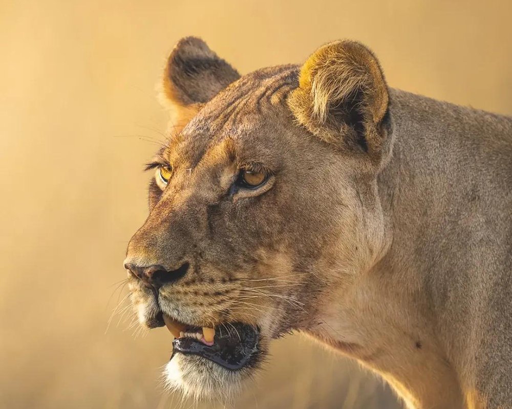 Big Five, Gorilla and Chimpanzee Safari