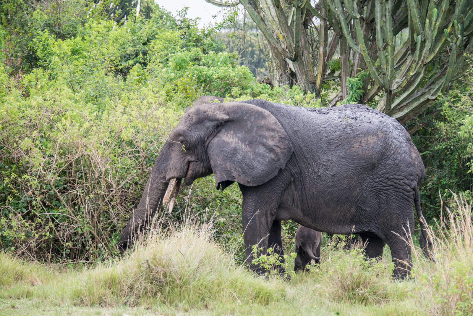3 Day Luxury Safari Queen Elizabeth National Park