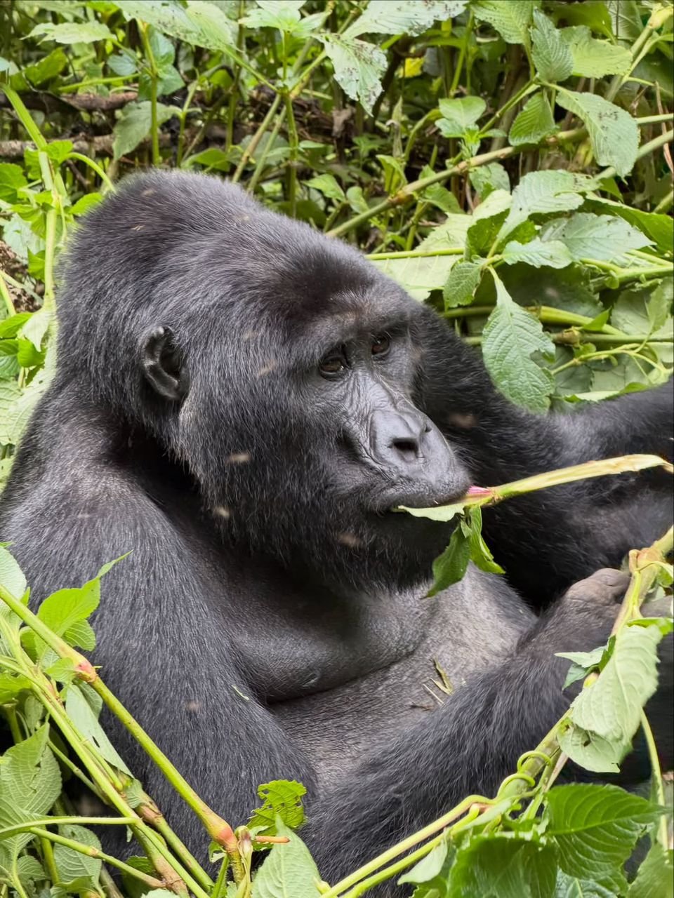 7 Day Uganda Primates and Murchison Falls Safari