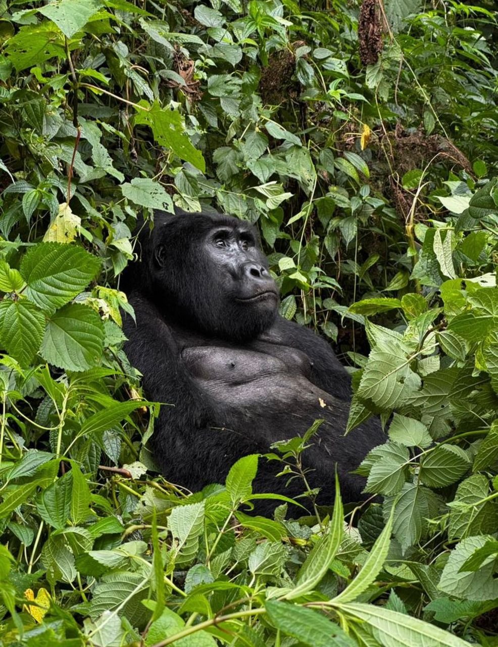 4 Day Uganda Gorilla Highlights Tour