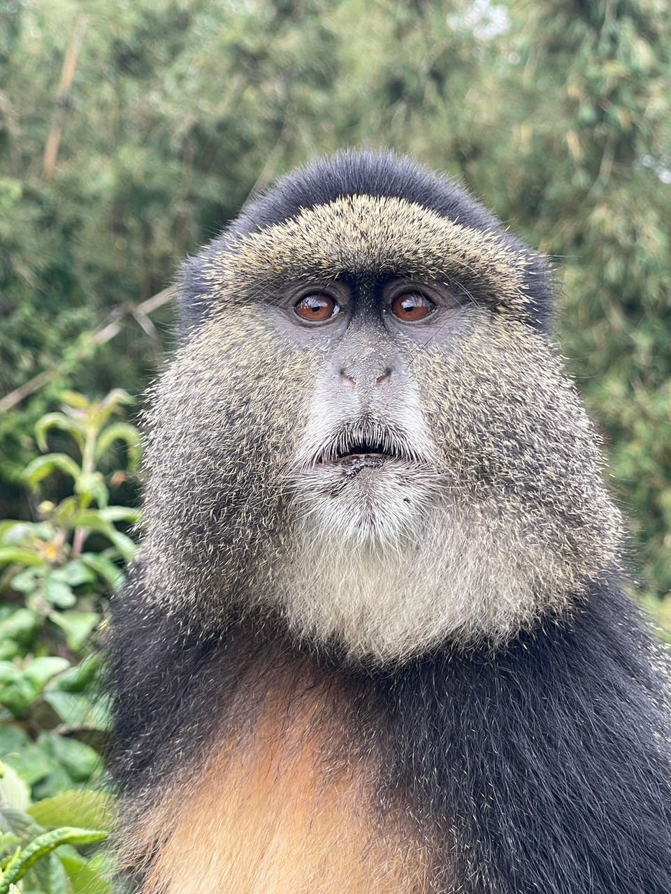 4 Day Rwanda Gorilla and Golden Monkey Experience
