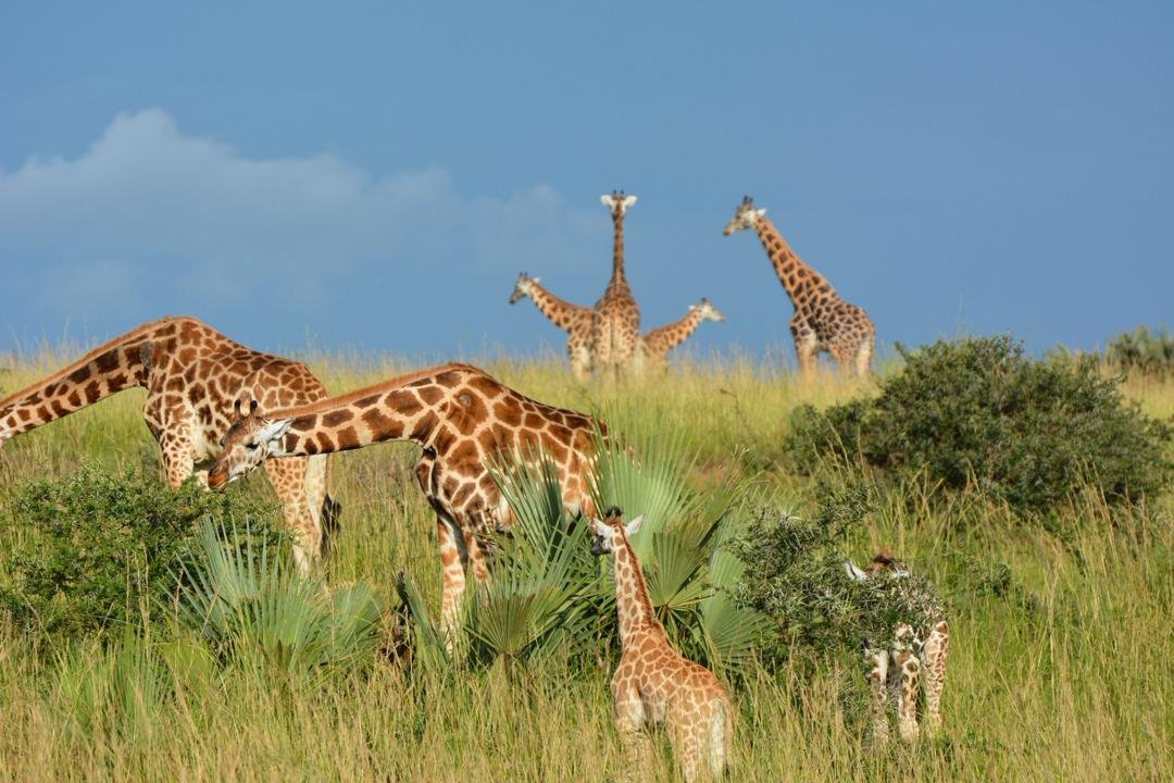 5 Day Uganda Gorilla and Classic Wildlife Tour