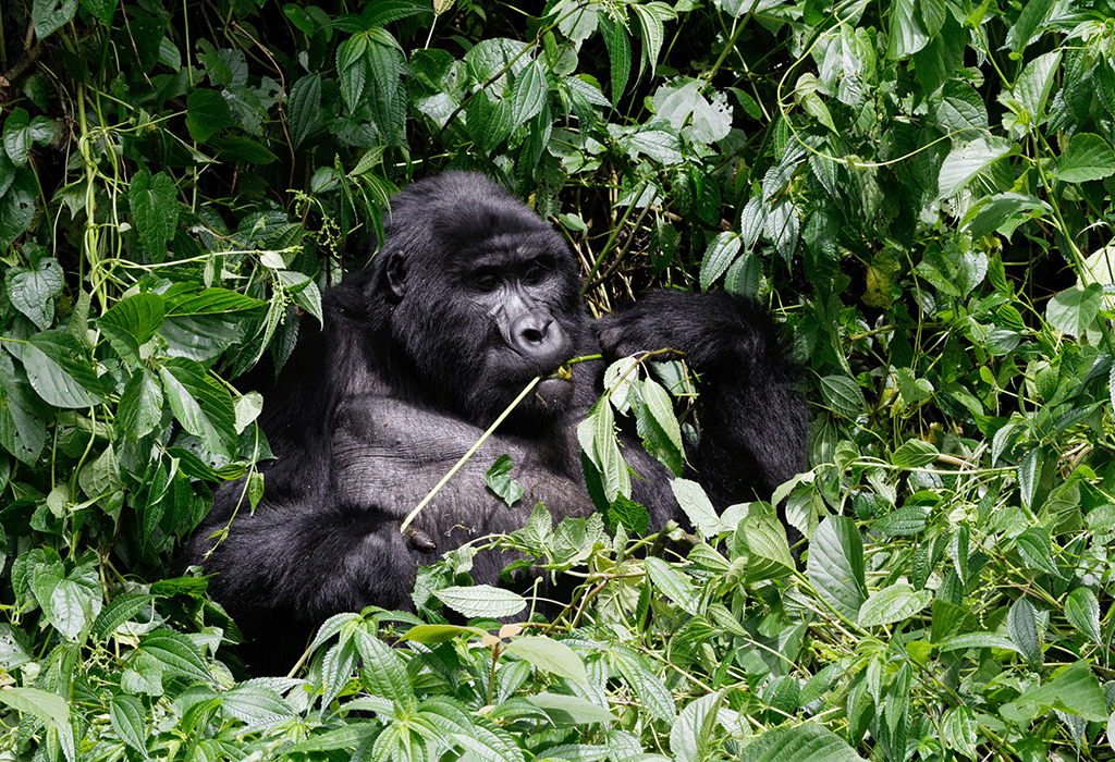Bwindi Impenetrable National Park Gorilla Trekking Uganda